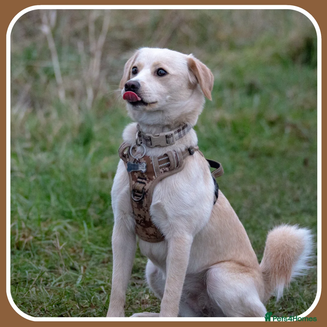 Mixed Breed dogs for sale: Belle the pomeagle - Advert 4