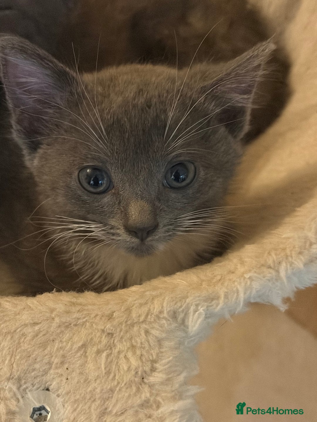 Mixed Breed cats for sale: Half ragdolls cuddly, all girls, ready now - Advert 25