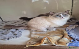 Ragdoll cats for sale: Adult ragdoll female  - Image 1