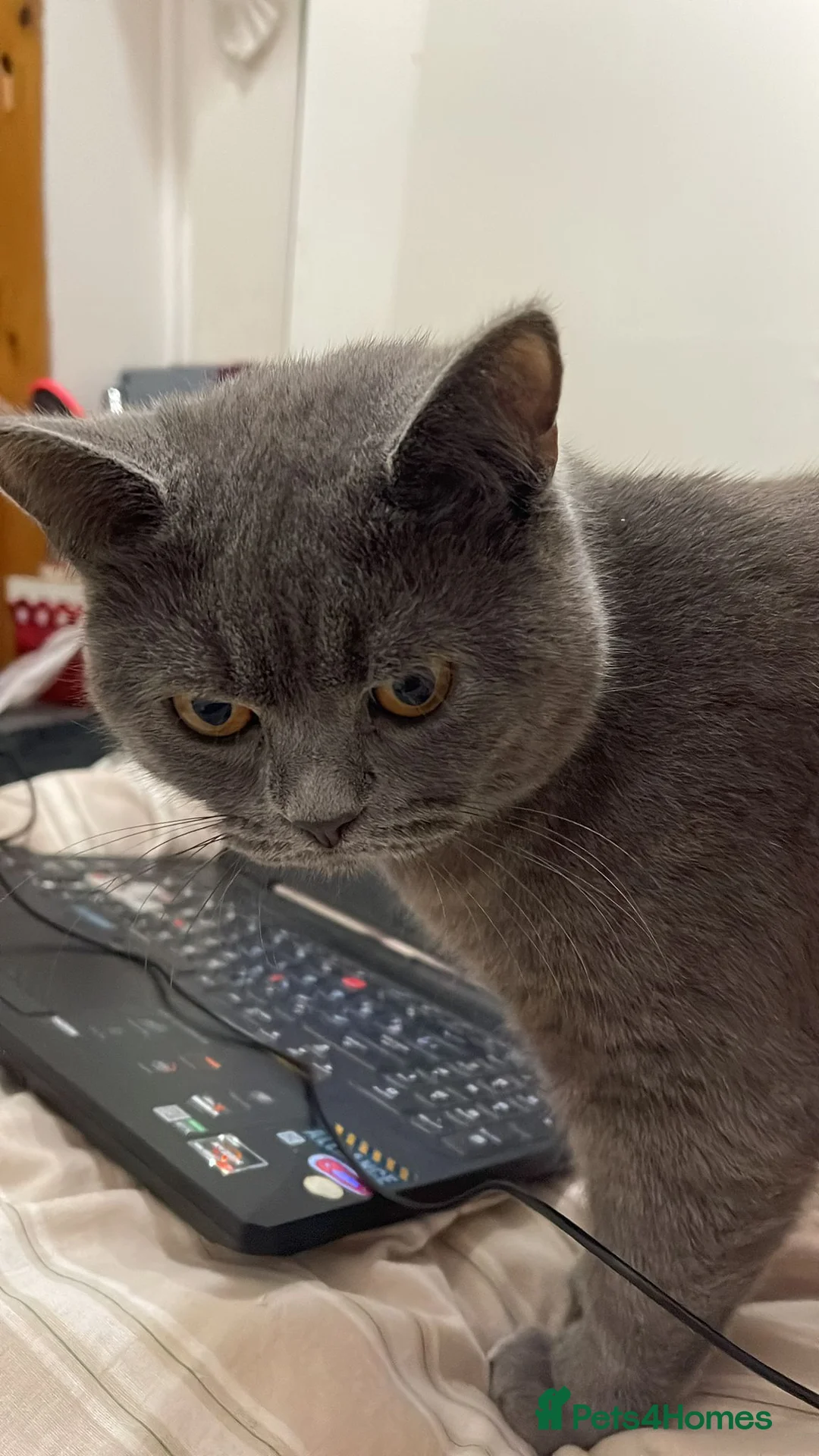 British Shorthair cats for sale: British Shorthair Blue - Advert 4