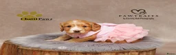 Cocker Spaniel dogs for sale: Beautiful girl pup working cocker  in Chatteris - Advert 15