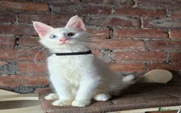 Maine Coon cats for sale: Reduced price- Last 2x Kittes - TICA MaineCoon - Image 13