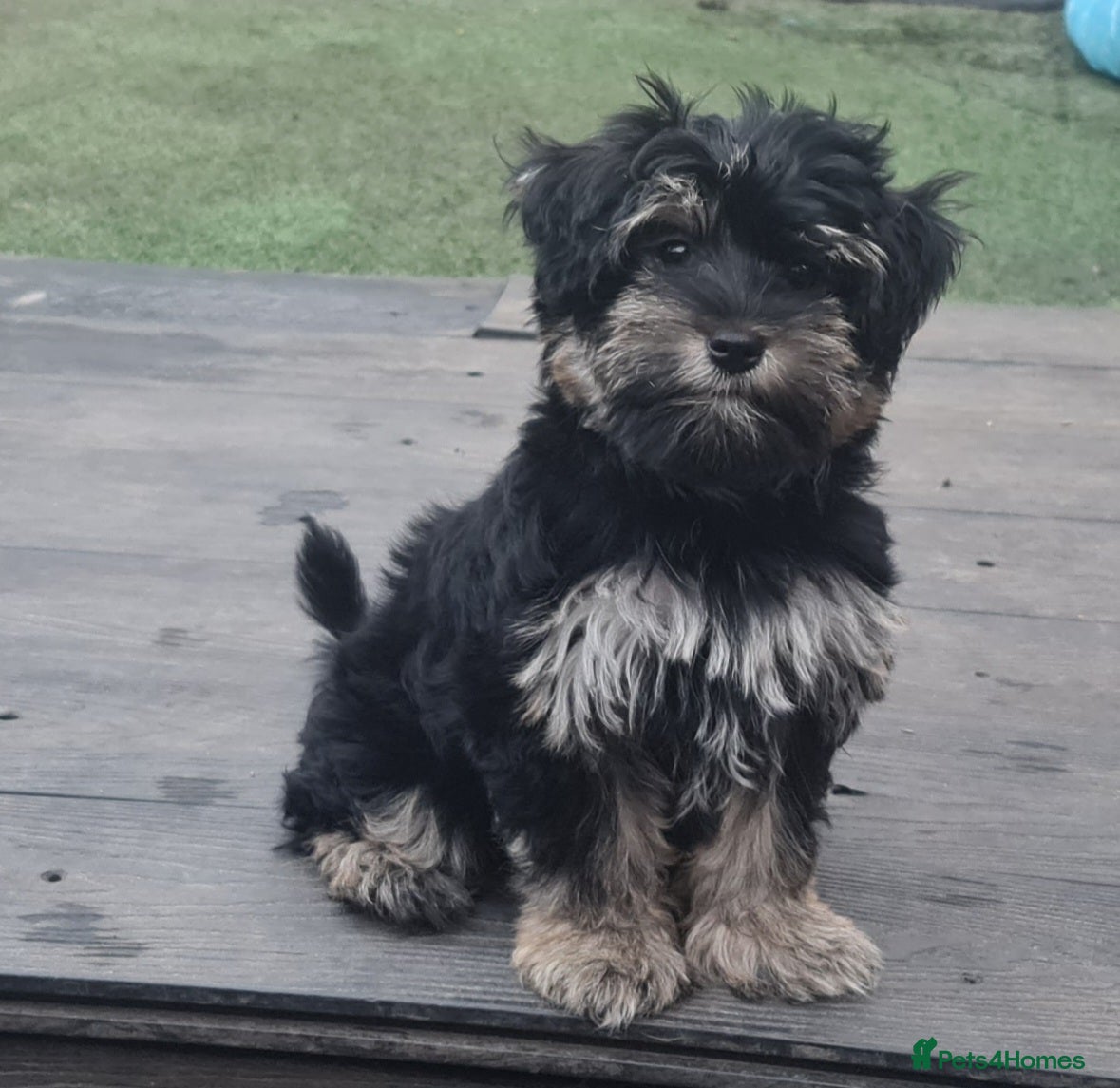 Mixed Breed dogs Mini schnauzer/ Yorkshire terrier biewer - Advert 2