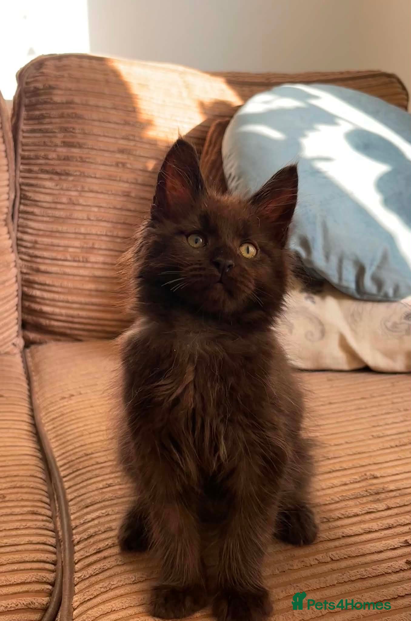 Maine Coon cats 2 BOYS BLACK SMOKE MAINE COON KITTENS 🐾 - Advert 1
