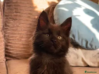 Maine Coon cats 2 BOYS BLACK SMOKE MAINE COON KITTENS 🐾 - Advert 1