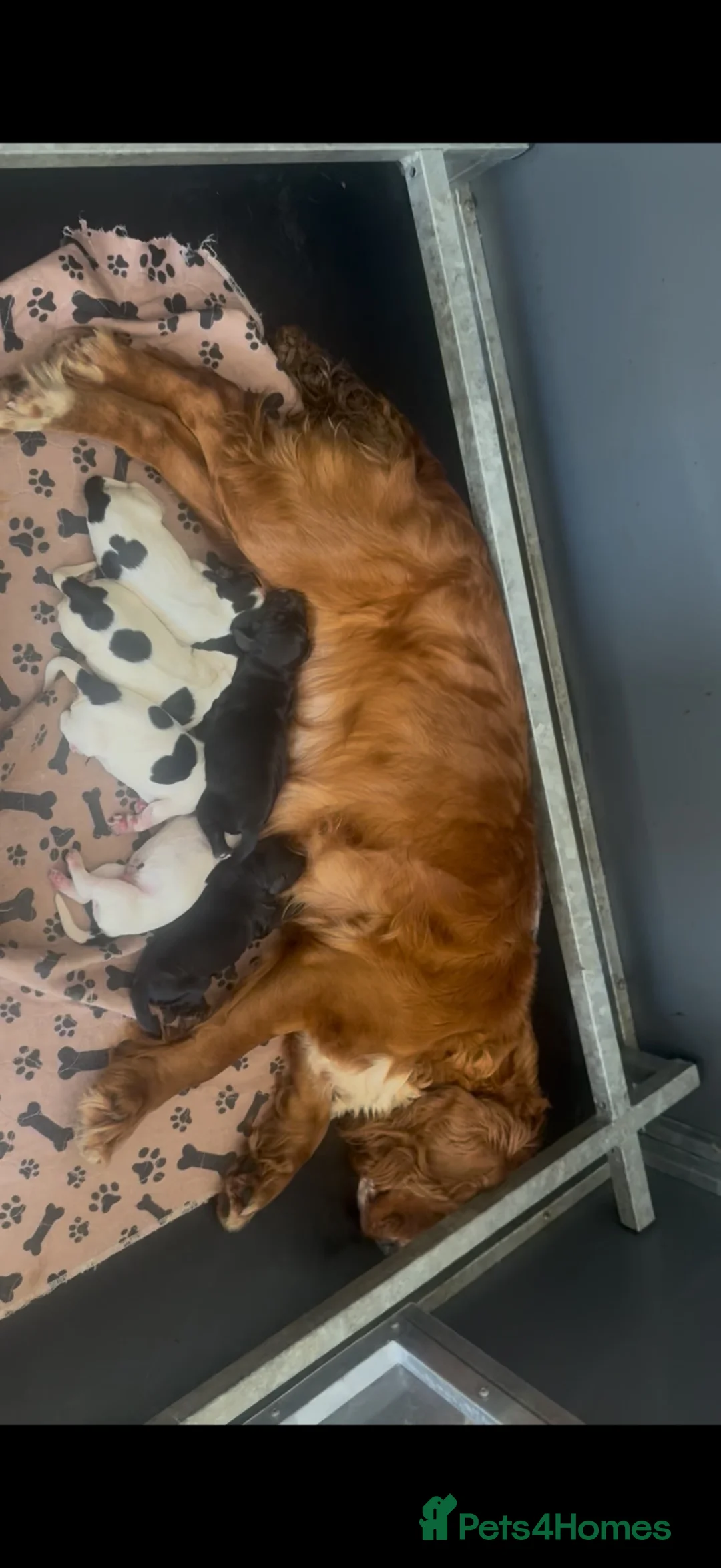 Cocker Spaniel dogs for sale: Cocker spaniel puppies - Advert 1