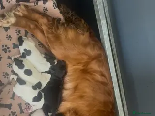 Cocker Spaniel dogs Cocker spaniel puppies - Advert 1