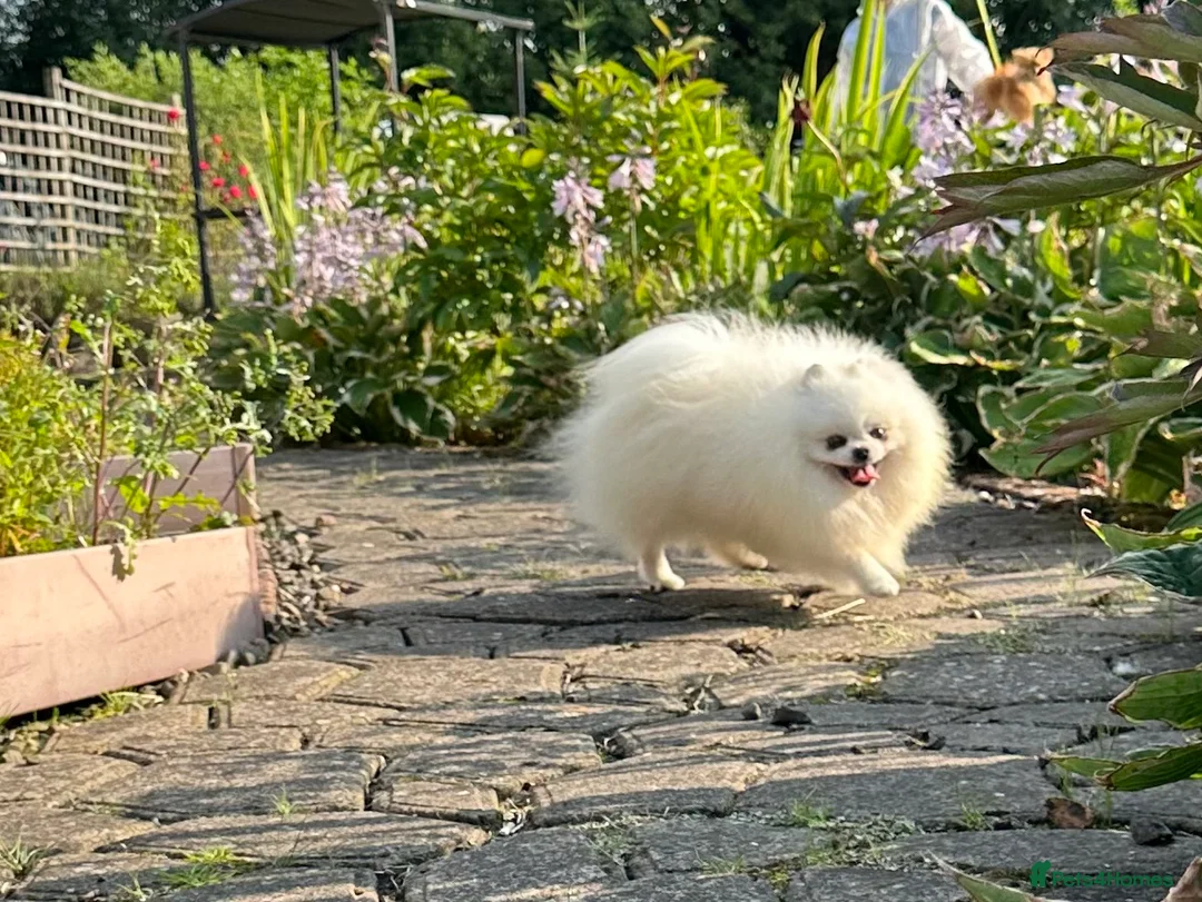 Pomeranian dogs for stud: Stunning optic white boy for stud duties in Lanark - Advert 7