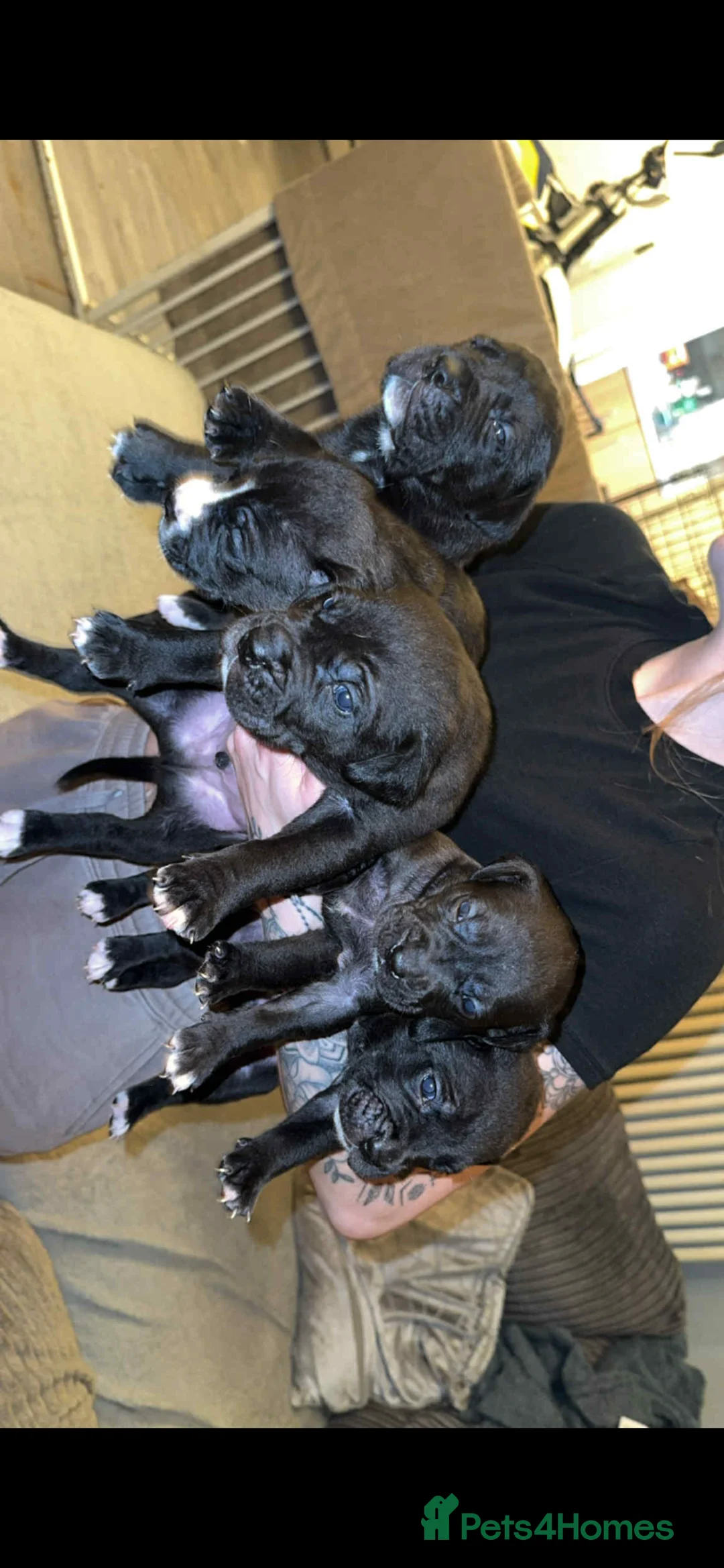 Mixed Breed dogs for sale: Cancorso x puppies  - Advert 2