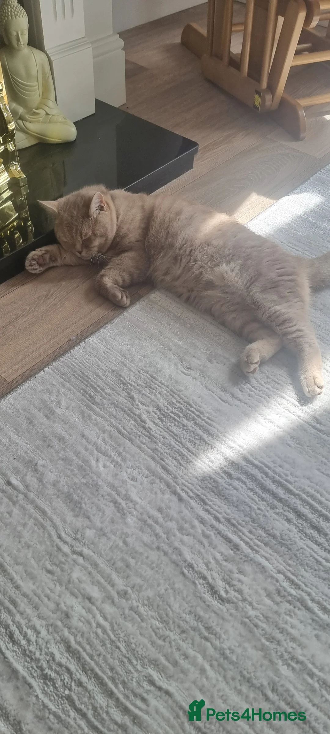 British Shorthair cats for sale: Male British short haired 1 year old  - Advert 4