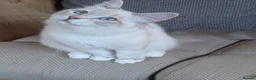 Siberian cats for sale: Siberian Neva Masguerade - Advert 1