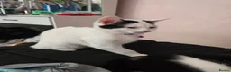 British Shorthair cats for sale: Lovely white kitten with black tail  in Corby - Advert 2