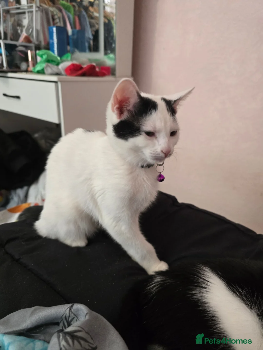 British Shorthair cats for sale: Lovely white kitten with black tail  in Corby - Advert 2