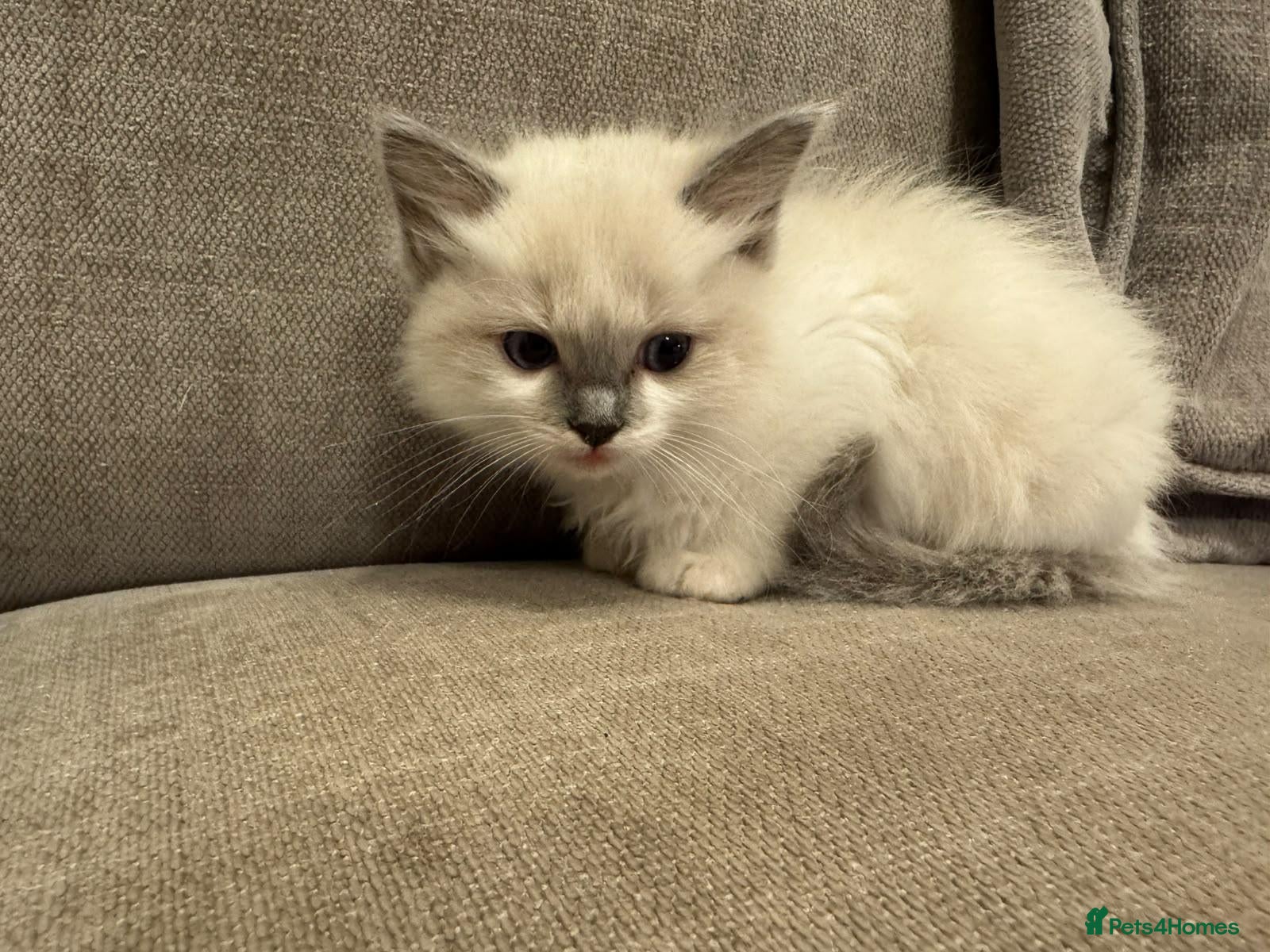 Ragdoll cats 5 Ragdoll kittens for sale. 6 weeks old.  - Advert 2