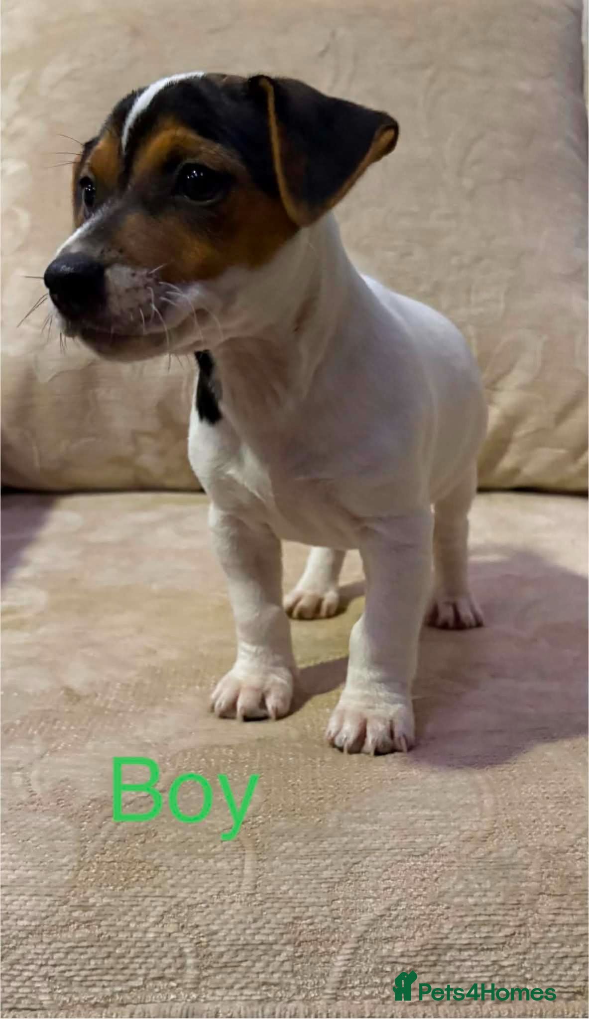 Jack Russell dogs Available now Old fashioned pocket Jack Russell  - Advert 2