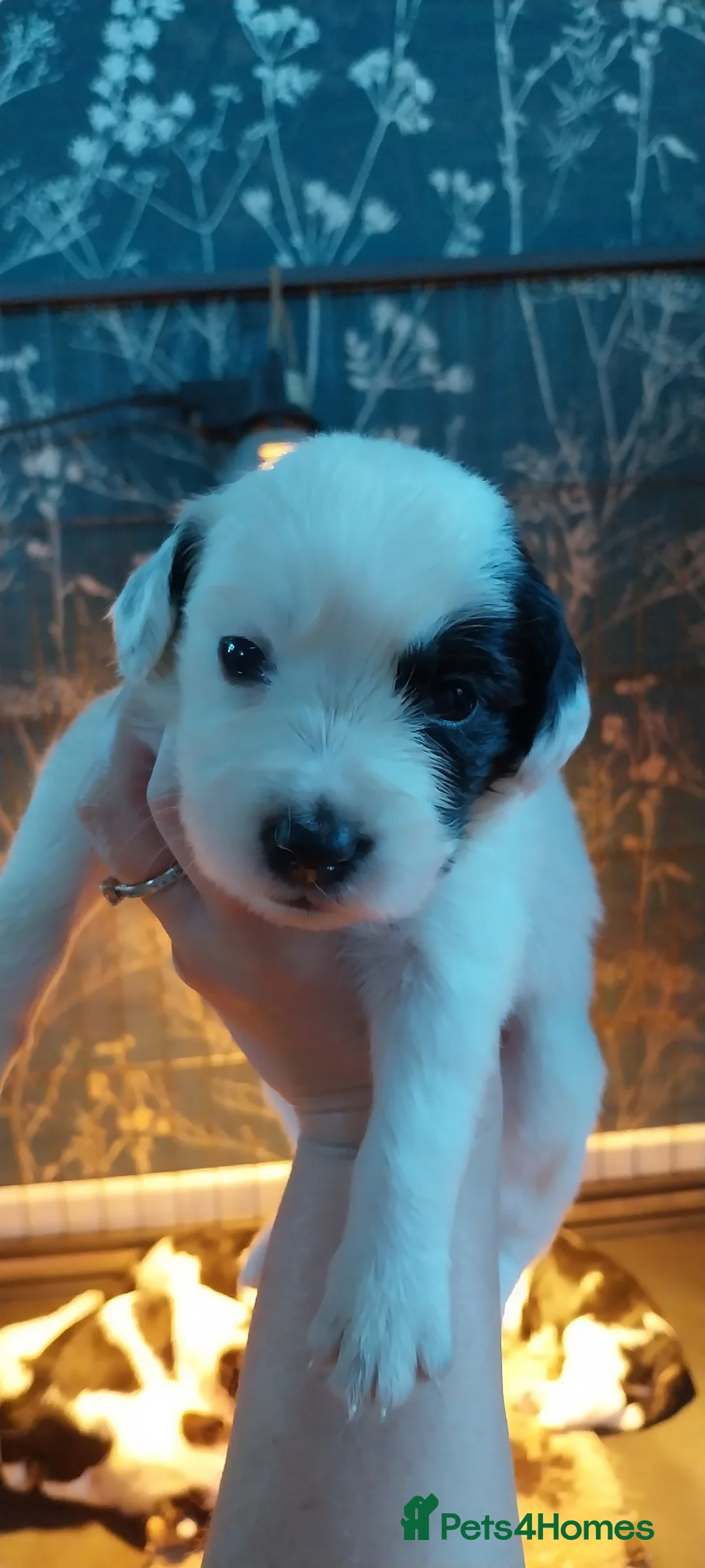 Mixed Breed dogs for sale: Border Collie/Cocker Spaniel  - Advert 10