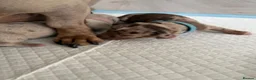 Miniature Dachshund dogs for sale: KC Miniature Dachshund Puppies | Champion Lines 🐾 - Advert 11