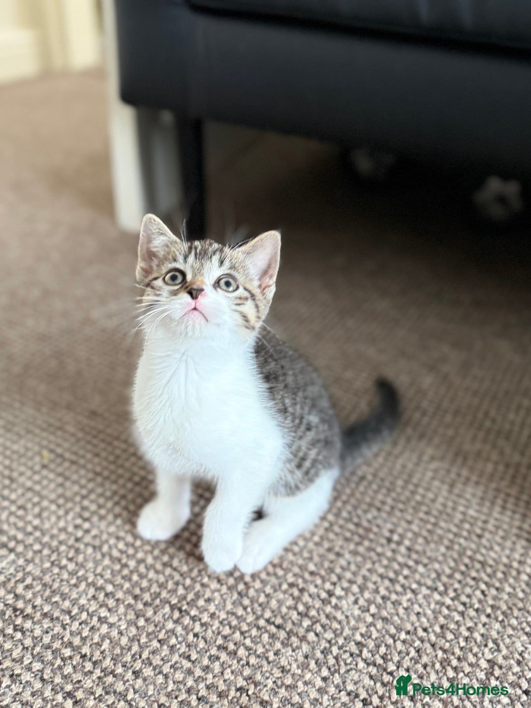 Mixed Breed cats for sale: 🐾 Adorable Kittens Looking for Loving Homes! 🐾 - Image 23