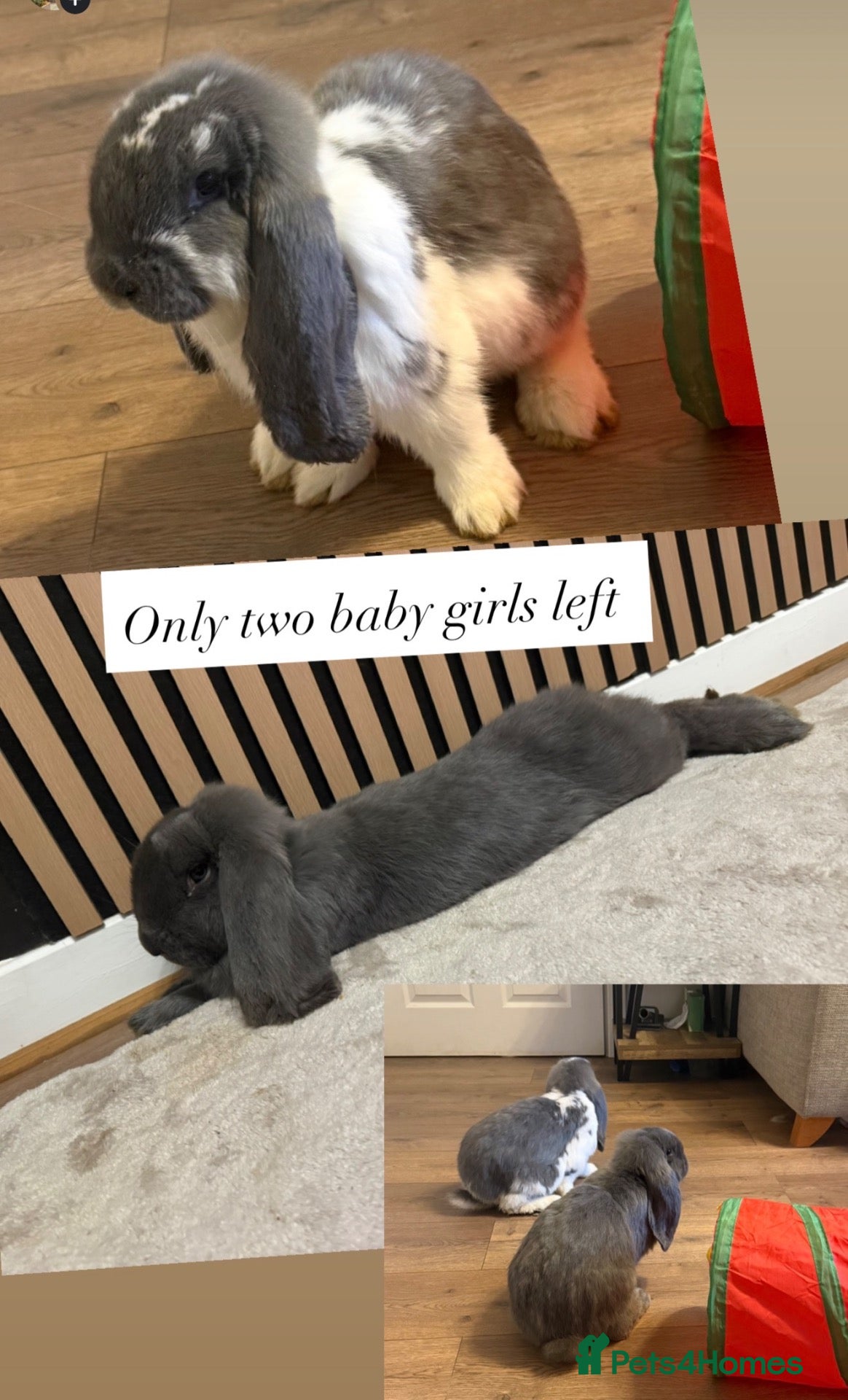 French Lop rabbits Giant French lop 2 Does left  - Advert 21