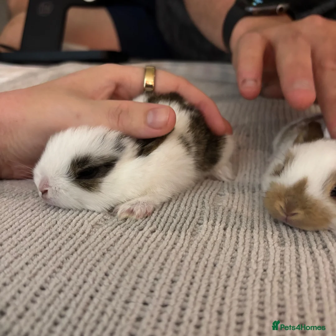 Mixed Breed rabbits for sale: Gorgeous mixed dwarf lop bunnies  - Advert 30