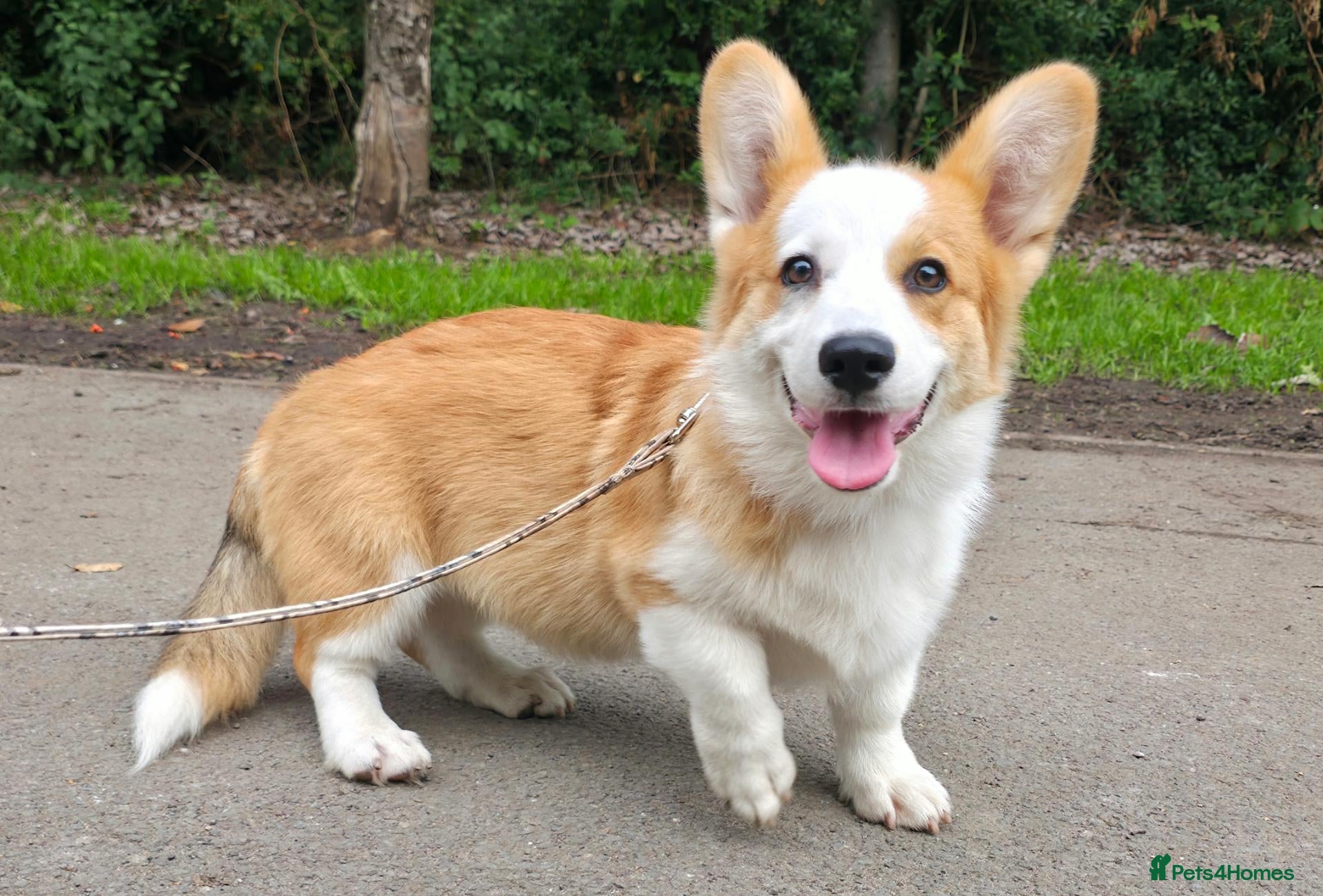 Welsh Corgi Pembroke dogs Corgi Puppies for Loving Homes – 1 Male, 1 Female - Advert 2