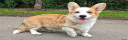 Welsh Corgi Pembroke dogs for sale: Corgi Puppies for Loving Homes – 1 Male, 1 Female - Advert 2