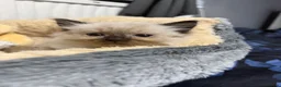 Ragdoll cats for sale: Ragdolls for sell in Scunthorpe - Advert 11