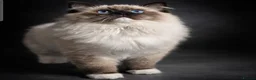 Ragdoll cats for sale: Majestic boy ❤️ - Advert 19