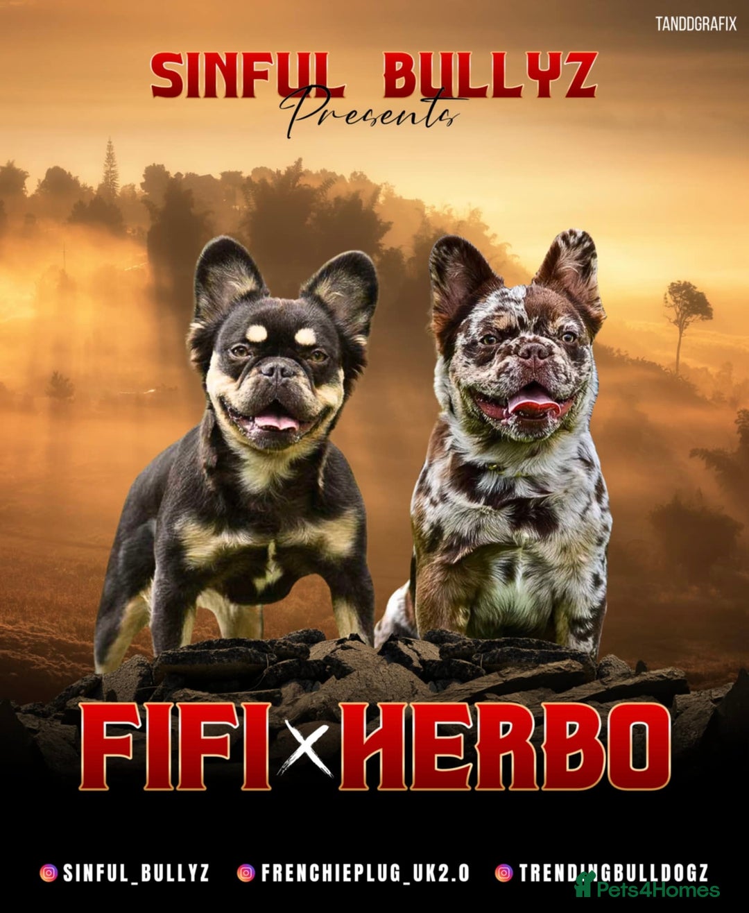 French Bulldog dogs for sale: Fluffy French Bulldogs REDUCED PRICES LAST 2 - Image 5