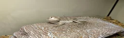 Dragon reptiles for sale: Great Rankins Male - Advert 5