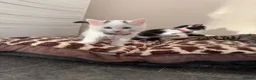 Mixed Breed cats for sale: Six Adorable Ragdoll X Norwegian Forest Kittens - Advert 28