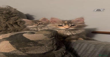 Maine Coon cats - Advert 4
