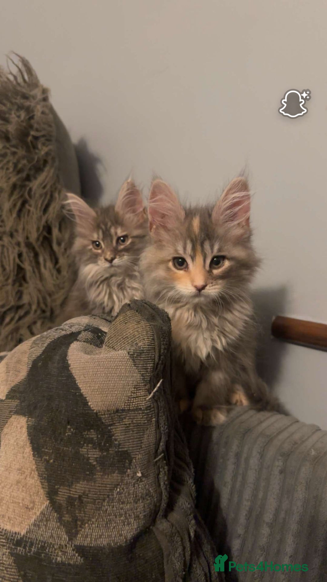 Maine Coon cats for sale: Gorgeous bundles of fluff n mischief  - Image 3