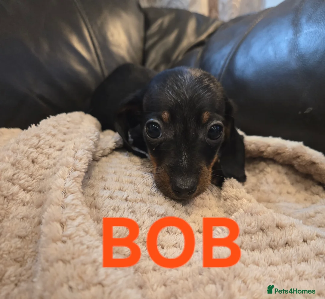 Miniature Dachshund dogs for sale: BEAUTIFUL MINIATURE DACHSHUND PUPPIES  - Advert 3