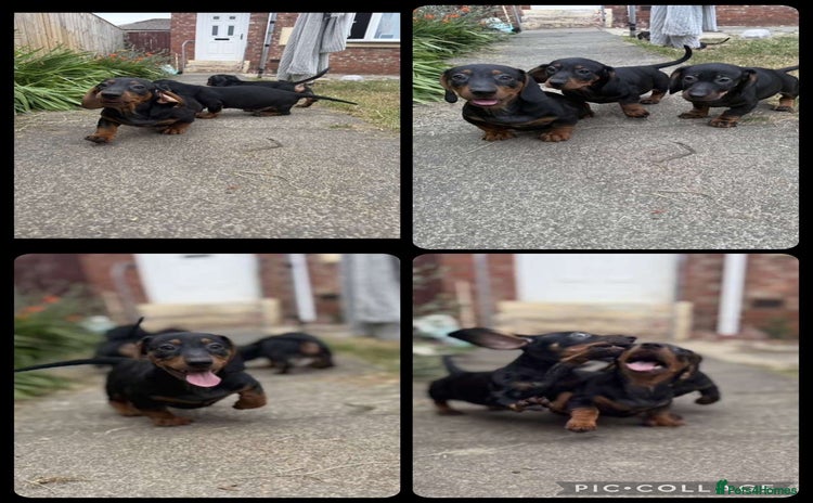 Miniature Dachshund dogs - Advert 2