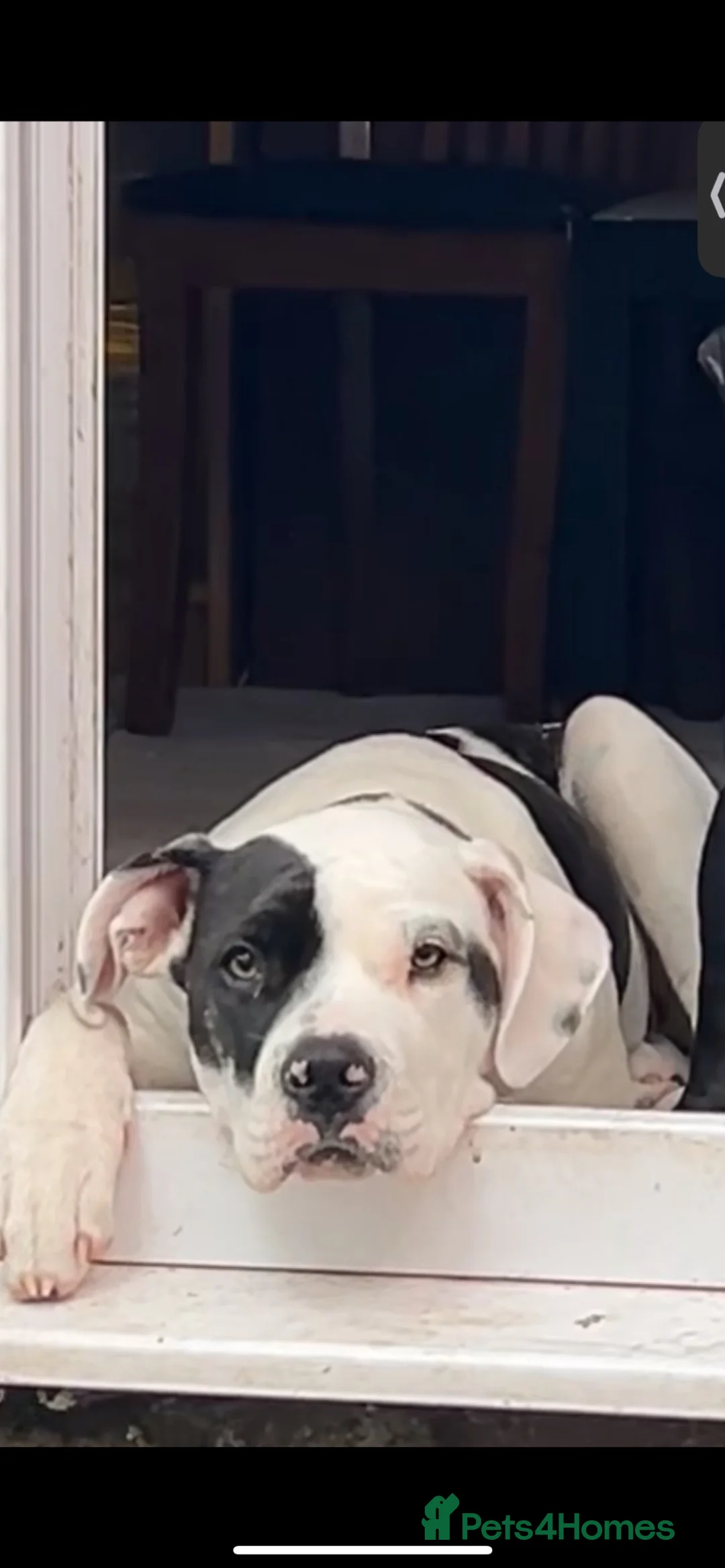 Mixed Breed dogs for sale: Staffy x presa canario - Advert 2