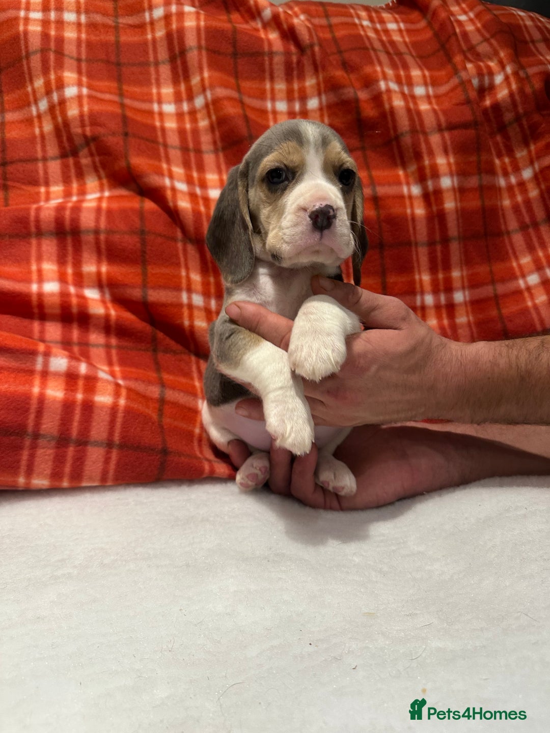 Beagle dogs for sale: KC Reg Beagle last girl Ready now  - Advert 4