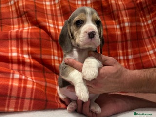 Beagle dogs KC Reg Beagle puppies (Blue) - Advert 6