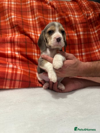 Beagle dogs KC Reg Beagle puppies (Blue) - Advert 3
