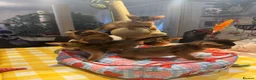 Abyssinian cats for sale: Five Abyssinian kittens with lots of love to give - Advert 6
