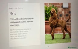 Cavapoo dogs for sale: Cavapoo F1b puppies due in December - Image 18