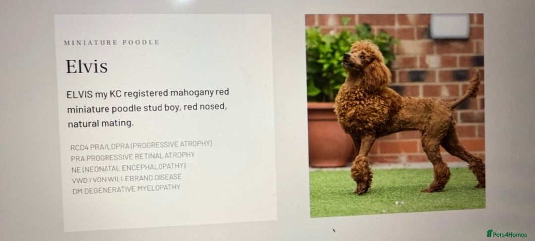 Cavapoo dogs for sale: Cavapoo F1b puppies due in December - Image 18