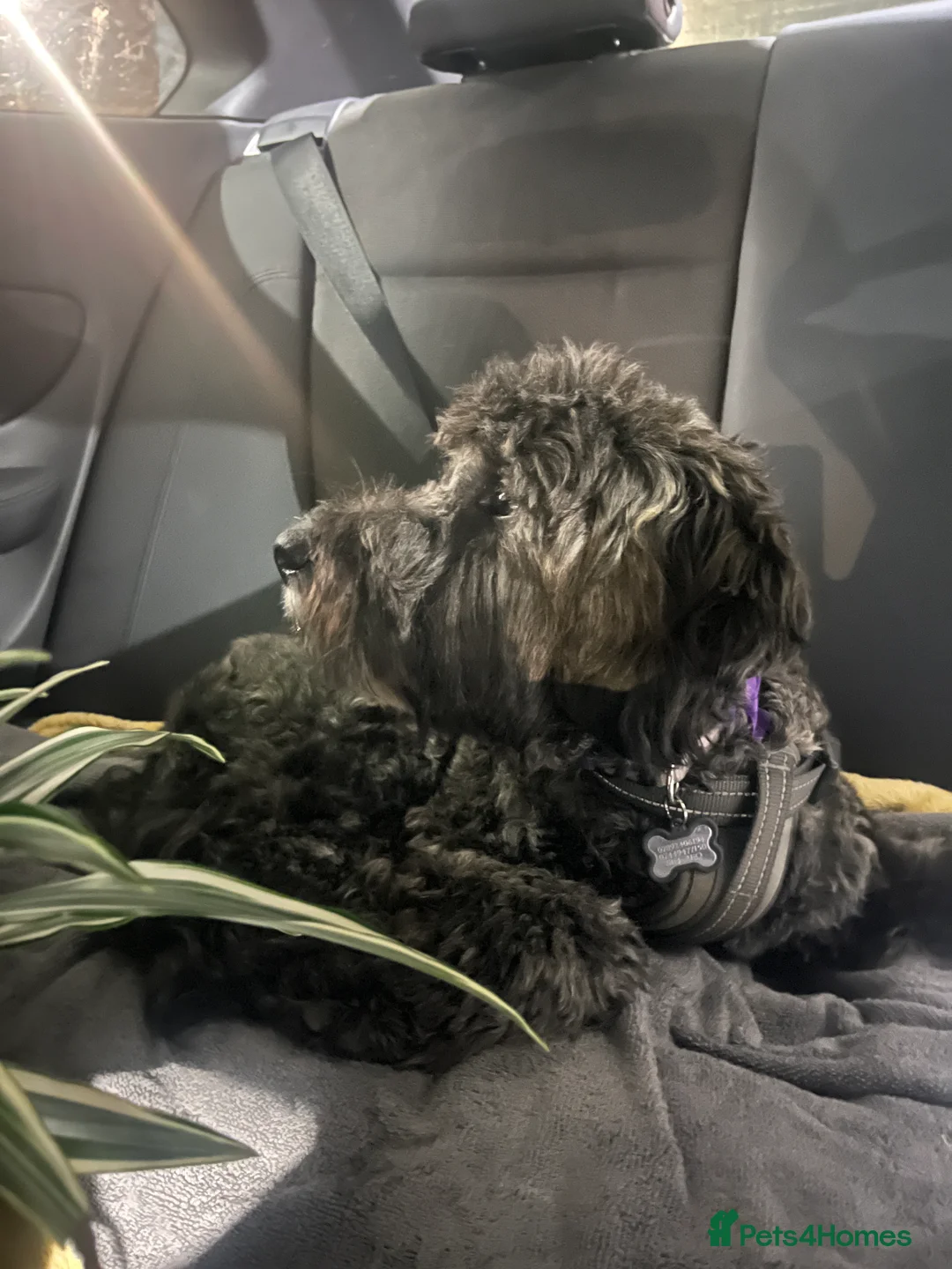 Mixed Breed dogs for sale: Loving, trained 8 M/O family dog seeking new home - Advert 9