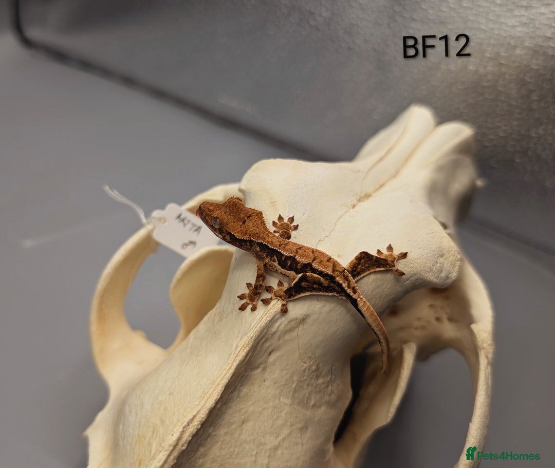 Gecko reptiles for sale: Tri Colour Harlequin Pinstripe Crested Gecko CB25 - Image 2