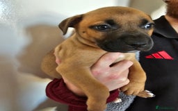 Bullmastiff dogs for sale: Bullmastiff puppy female  - Image 9