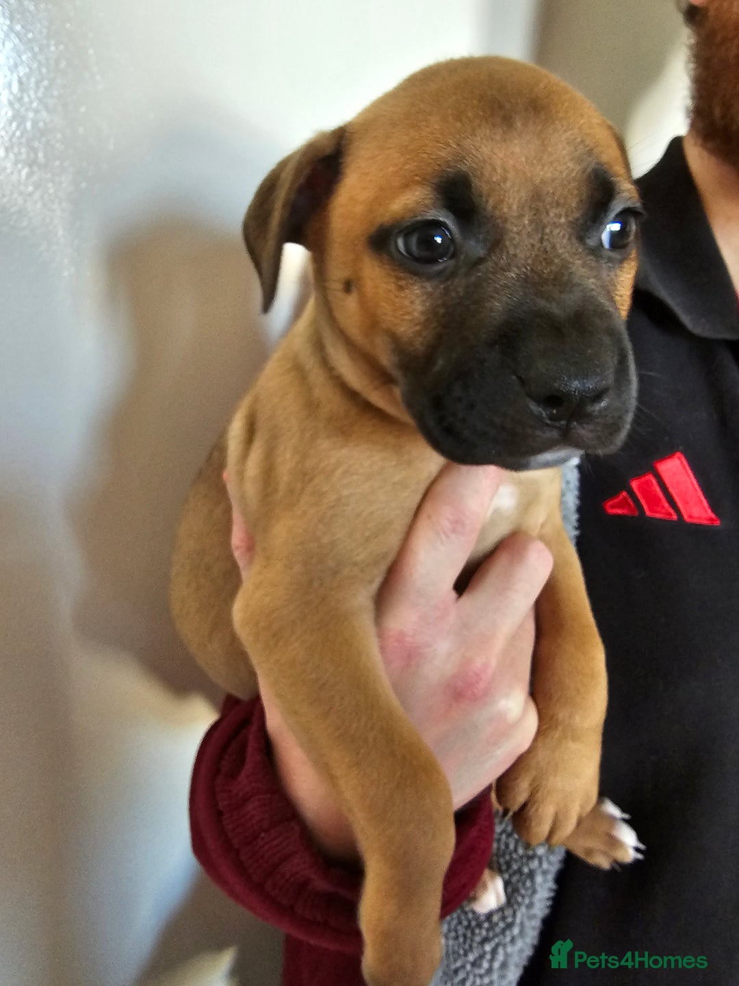 Bullmastiff dogs for sale: Bullmastiff puppy female  - Image 9
