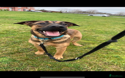 Mixed Breed dogs for sale: German shepherd cross - Advert 3