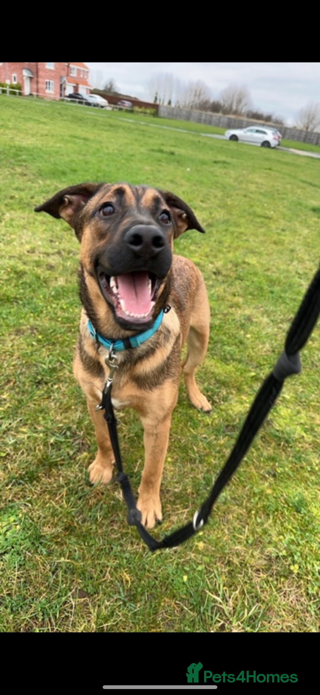 Mixed Breed dogs for sale: German shepherd cross - Advert 3