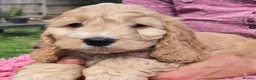 Cockapoo dogs for sale: Show Cockapoo Puppies Homebred Domestic Licence   - Advert 1