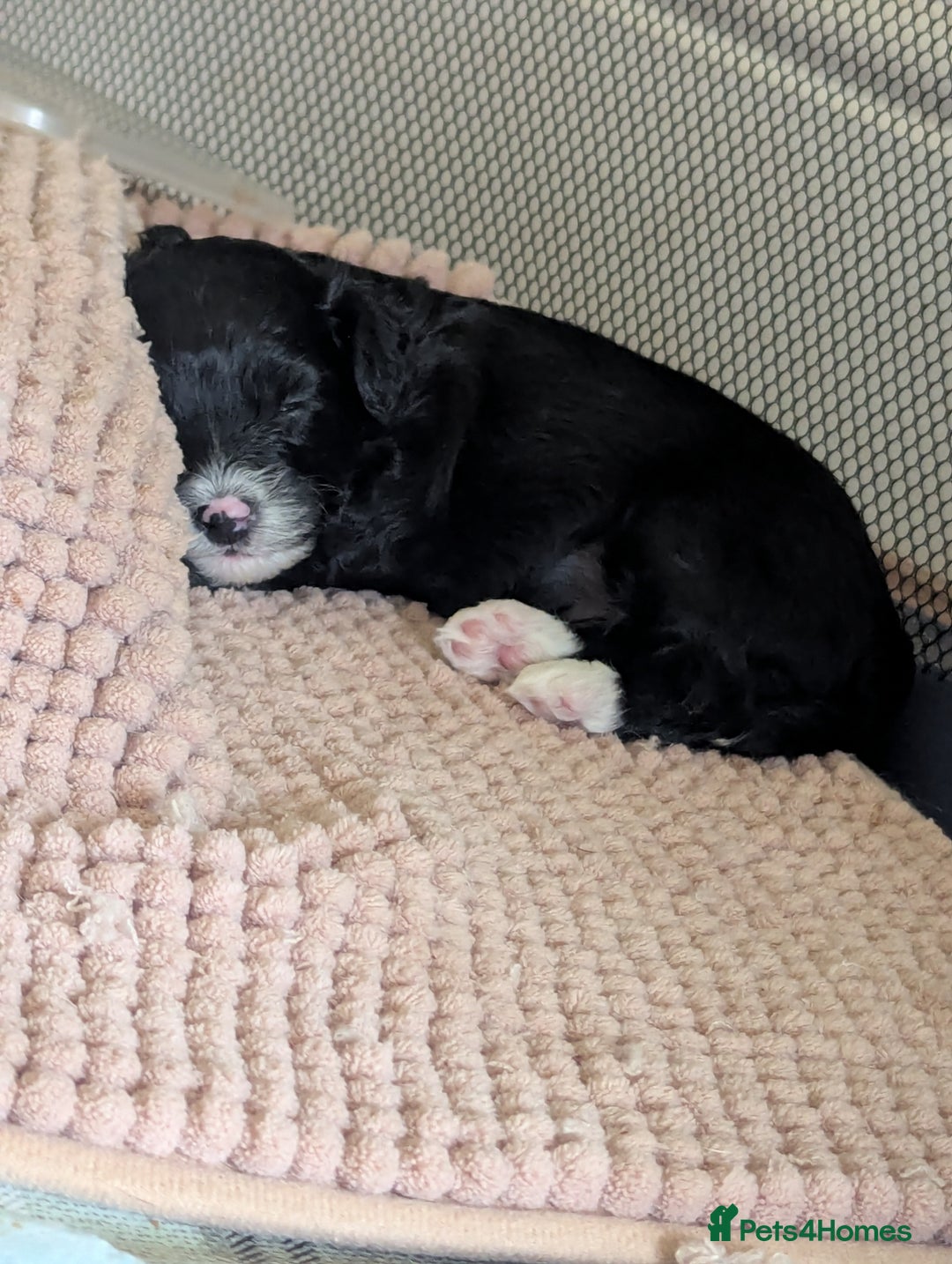 Maltipoo dogs for sale: Maltipoo  - Image 8